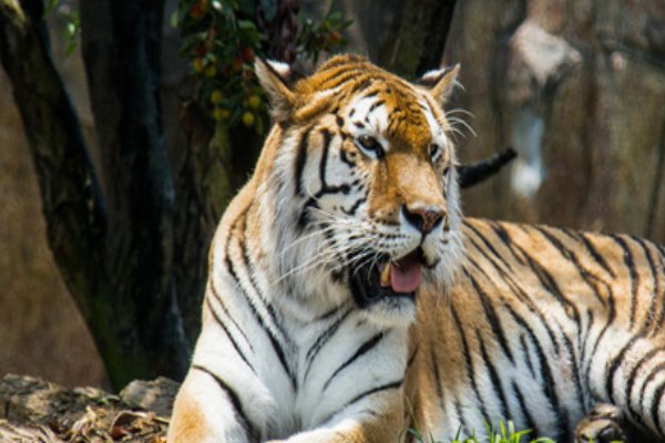 1926年属什么生肖