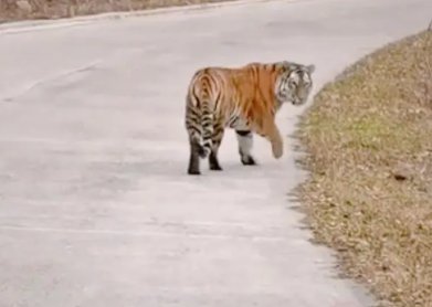 吉林男子路遇东北虎隔车窗与人对视，为何大型野生动物会频频出现在生活区？