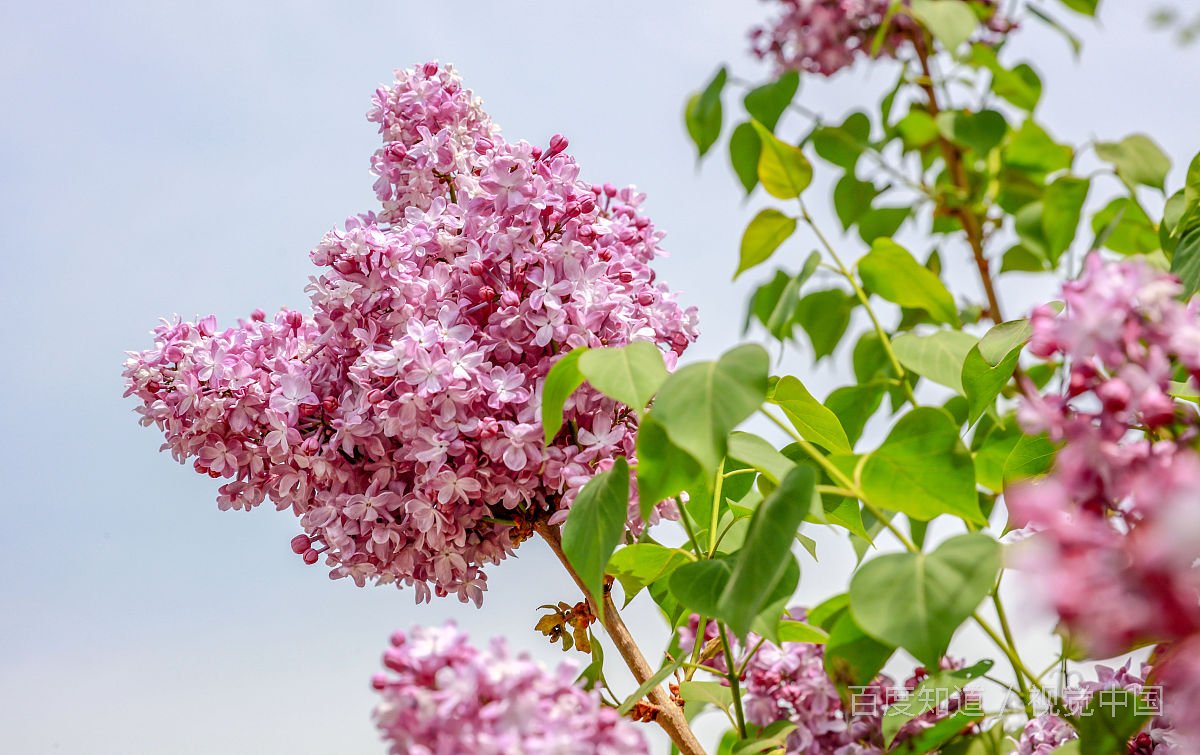 “芭蕉不展丁香结”，“丁香空结雨中愁”的意思是____________________？