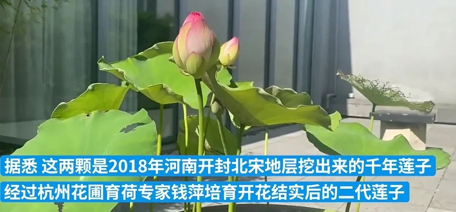 两朵“千年宋莲”在浙大艺博馆绽放，这朵莲花是如何被培育出的？