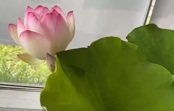 两朵“千年宋莲”在浙大艺博馆绽放，这朵莲花是如何被培育出的？