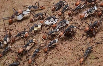 蚁后是如何诞生的？如果蚁后死了，蚁群会怎么样？