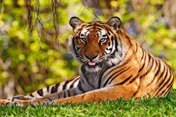 脑羞成怒是什么生肖