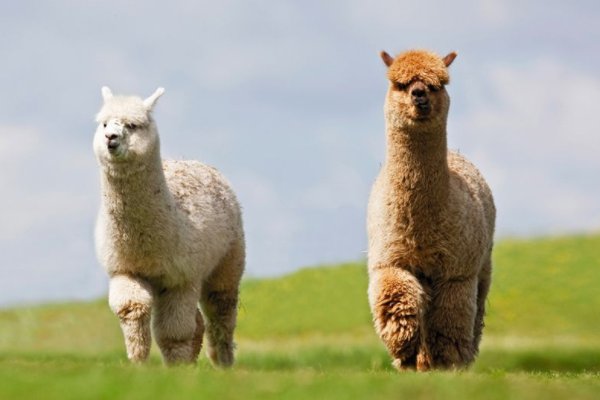 除了牛，还有什么动物有多个胃？