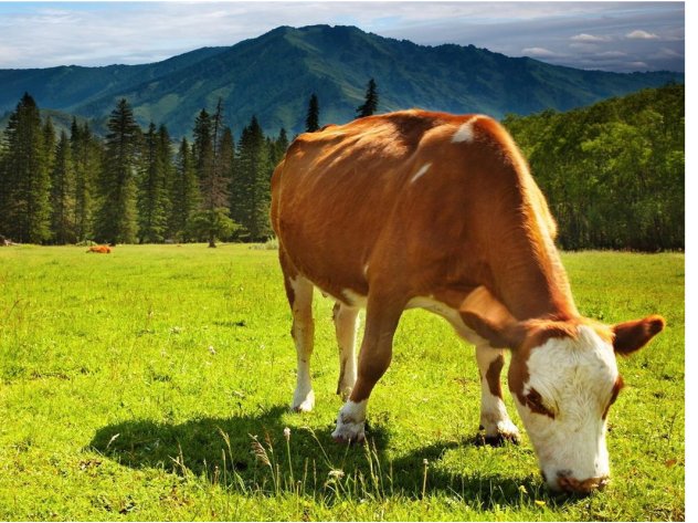 牛的眼里只有那几个色?