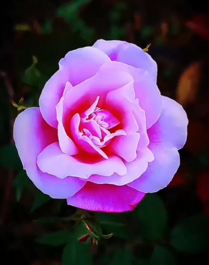 或许你在我心里永远是最好的吧，一个令我感觉美好的人，你也很温柔啊？