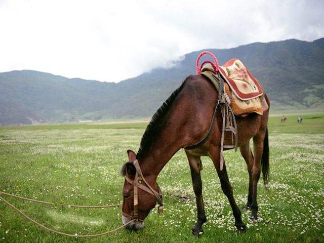 福建下海救人的第三匹马已痊愈，这些马儿做了什么？