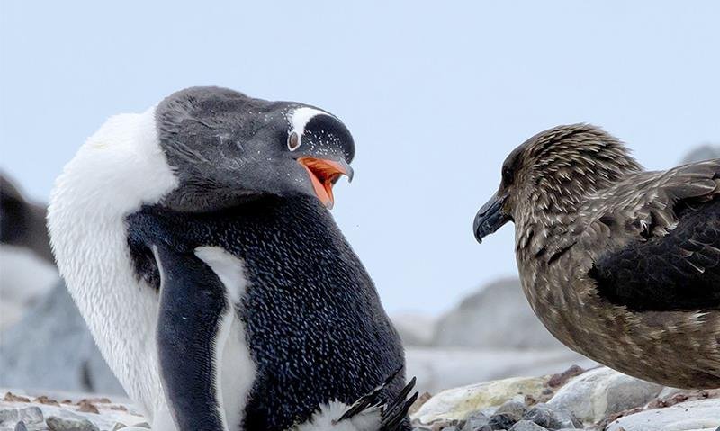 家禽刚出壳就能活动，鸟类为何需要抚育一段时间？
