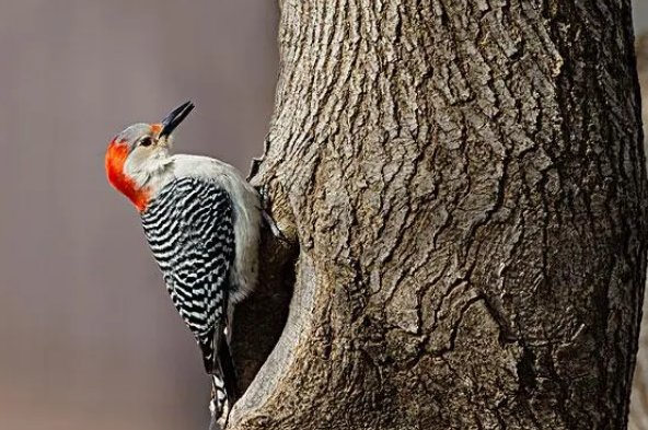 蚂蚁的天敌有哪些昆虫