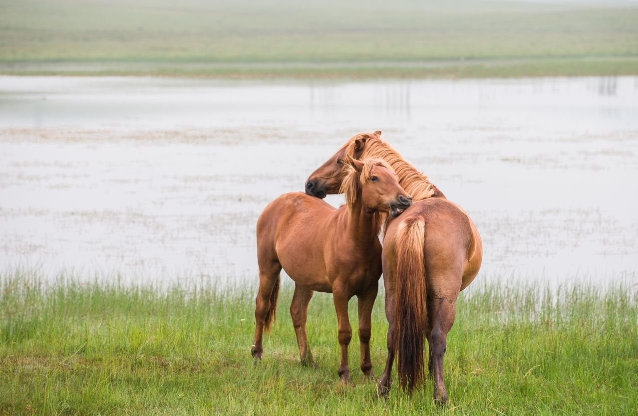 福建下海救人的第三匹马已痊愈，这些马儿做了什么？