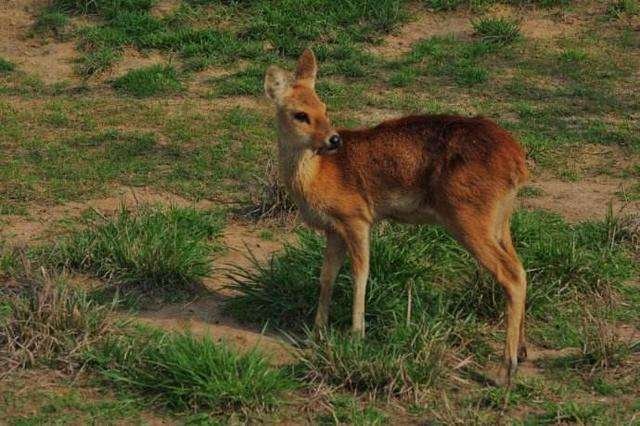 网曝二级保护动物獐被活体取奶,究竟是怎么回事?