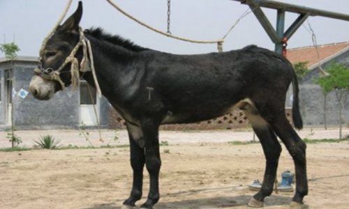 山东临沂一驴逃出驴肉馆，店员骑车追赶，这头驴究竟是如何跑出来的？