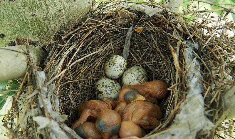 家禽刚出壳就能活动，鸟类为何需要抚育一段时间？