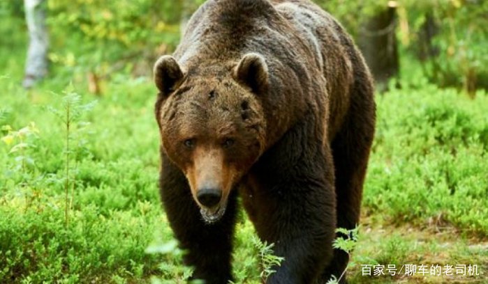 为什么狼不敢招惹老虎，却敢欺负比老虎更大的棕熊？