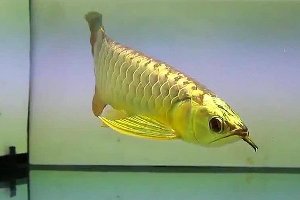 关于小区封闭市民杀自养金龙鱼做菜一事，你有何看法？