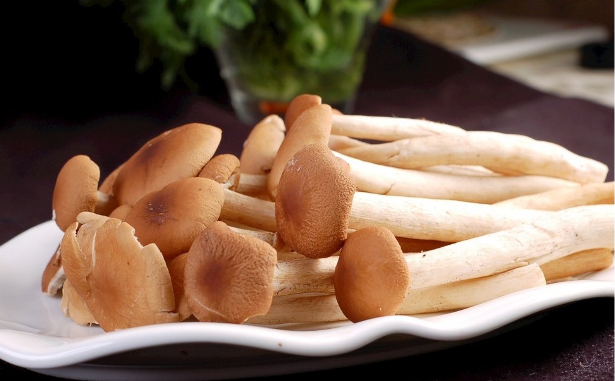 云南一蓝莓地一夜之间长出了百斤茶树菇，茶树菇为何长的如此之快？