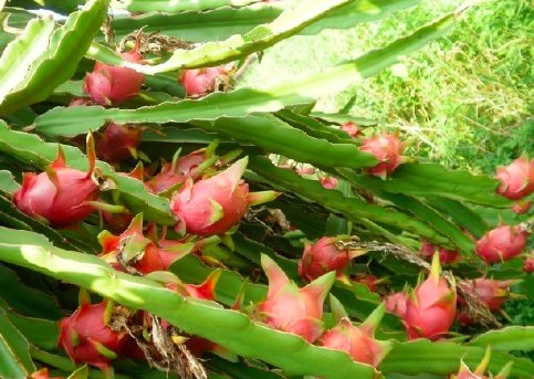 猜一猜：火龙果除了红皮红肉、红皮白肉这两种，还有什么样的？