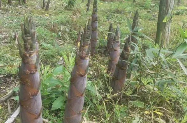 猜一猜菜肴中的玉兰片是什么东西做的