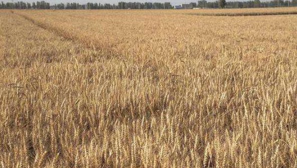 中国四大粮仓是什么?