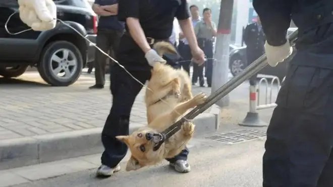 芜湖一学校回应保安打死喂奶狗妈妈，学校的处理方式是否合适