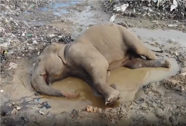 肯尼亚持续干旱200多头大象死亡！如何保障大象的安全？