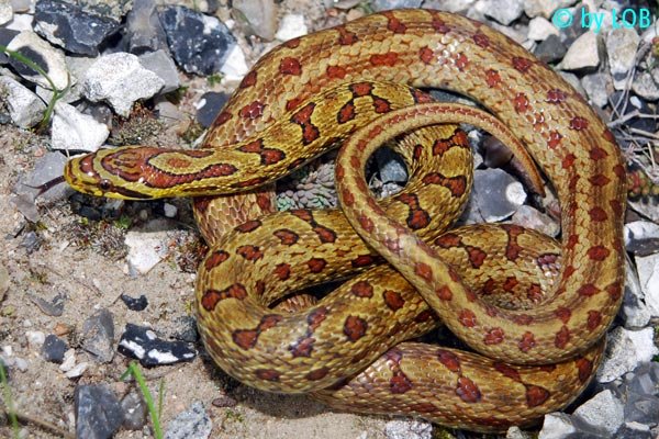 黄花松蛇的图片