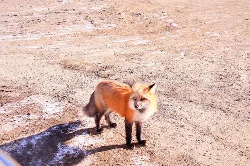 小狐狸频繁现身北京潭柘寺引游人投喂，专家对此作出了哪些提醒？