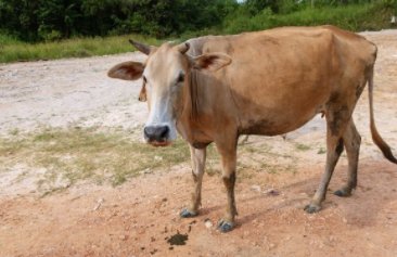 海南东方30多头牛被雷击中毙命,这起事故造成了多大的损失?