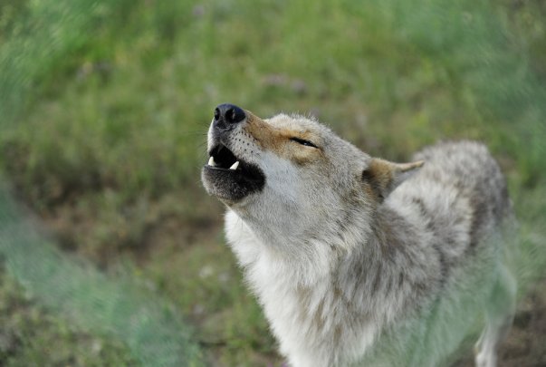 河北涿鹿县发现草原狼，这种草原狼的稀有程度是怎样的？
