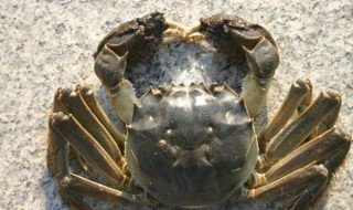 如何判断青蟹死了多久 判断青蟹死的时间