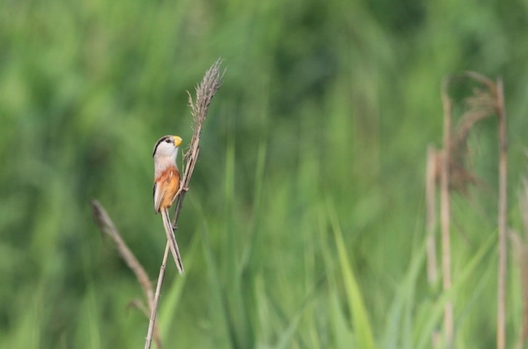 河北武强发现震旦鸦雀，它属于国家几级保护动物？