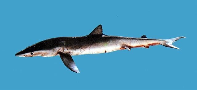 锯峰齿鲛的栖所生态