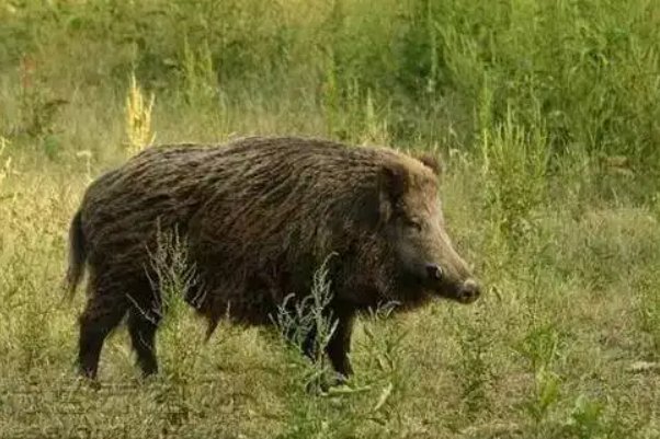 野猪闯入黄冈一高校营业厅“办业务”，给营业厅带来了哪些影响？