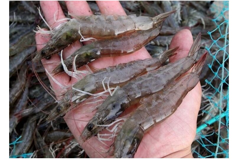 小鸡宝宝考考你,基围虾得名主要是