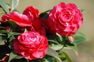 为何不能在家里养茶花？