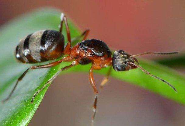 蚁后是如何诞生的？如果蚁后死了，蚁群会怎么样？