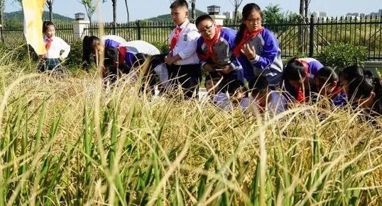 海水稻试种成功后形成稳定品种还需多久?