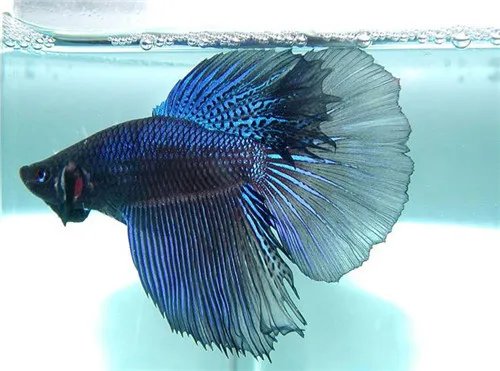 淡水观赏鱼种类有哪些 怎么养观赏鱼