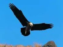 亚洲各国的国鸟是什么?