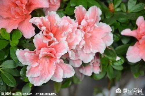 杜鹃花近日刷爆朋友圈,却为何被告诫勿再买?