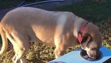 牡丹江一小区11只宠物犬相继被毒死,凶手抓到了!将会受到哪些法律处罚?