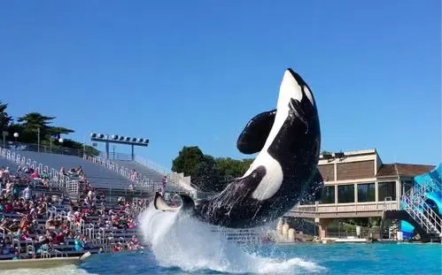 虎鲸被圈养42年后开始严重自残,它为何这么做?