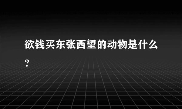 欲钱买东张西望的动物是什么？