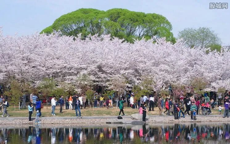 贵阳万亩樱花开放美不胜收 你还在花钱飞日本赏樱花吗