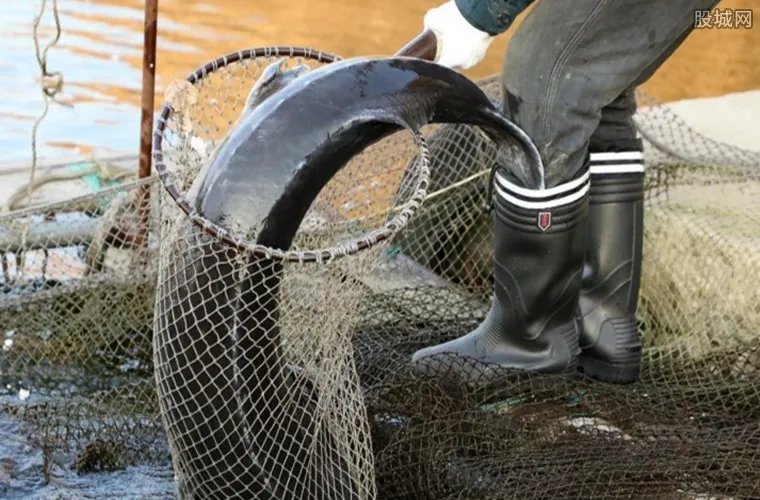 68条鱼估价600万 68条1米9大鱼被称为黑黄金