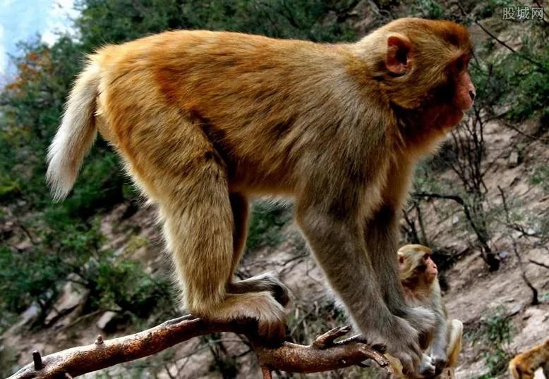 实验猴一只16万元药企疯狂囤猴 疯狂涨价的原因曝光