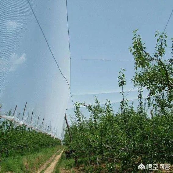 农村果园覆盖的防冰雹网是否能起到作用？