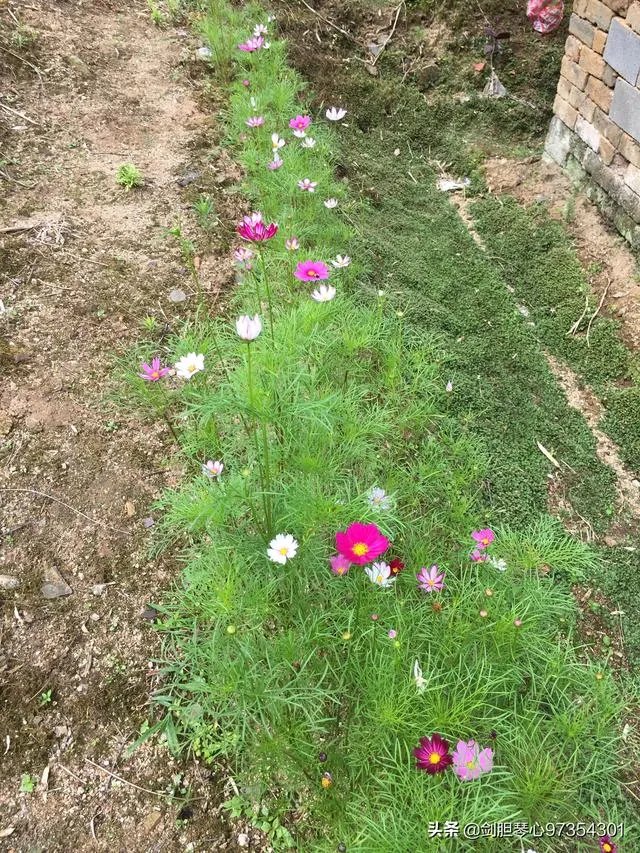 淘宝花店有没有推荐的？