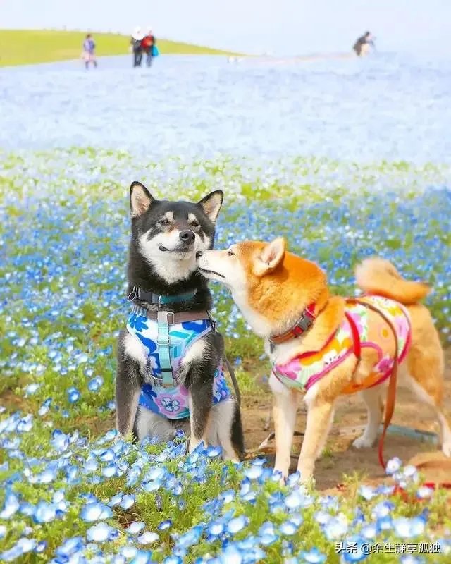 如果你和一群狗生活在一起,你会怎么办?