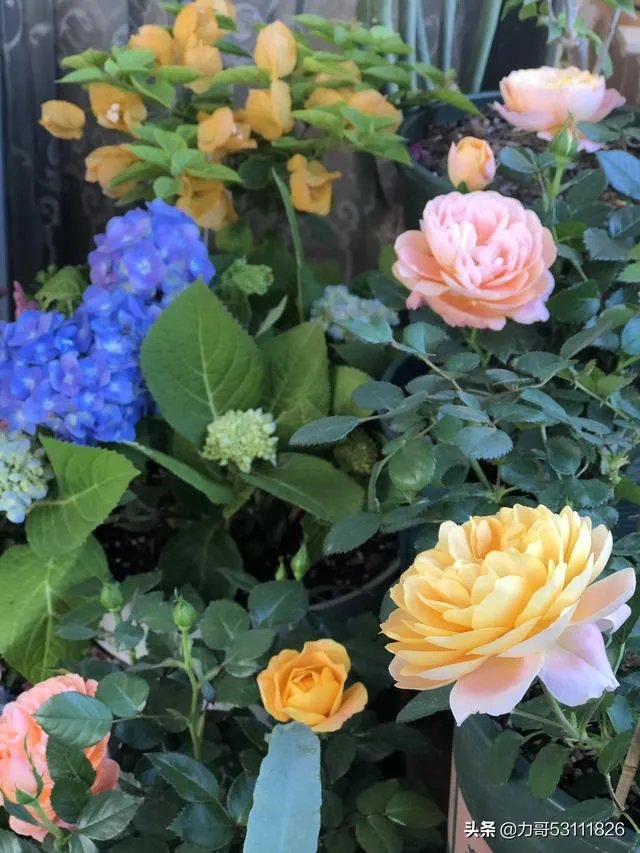 淘宝花店有没有推荐的？